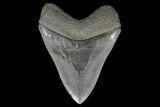 Serrated, Fossil Megalodon Tooth - Georgia #76505-2